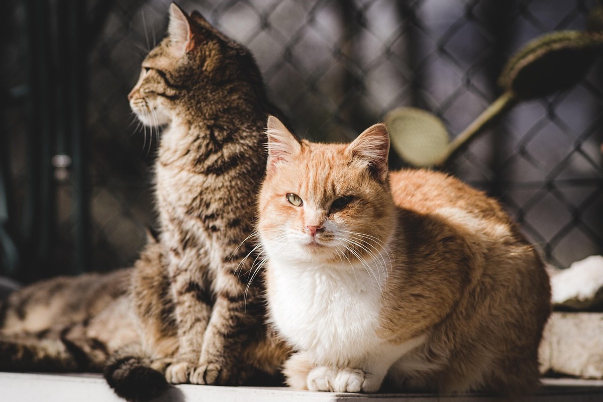 Pet Market Growth
